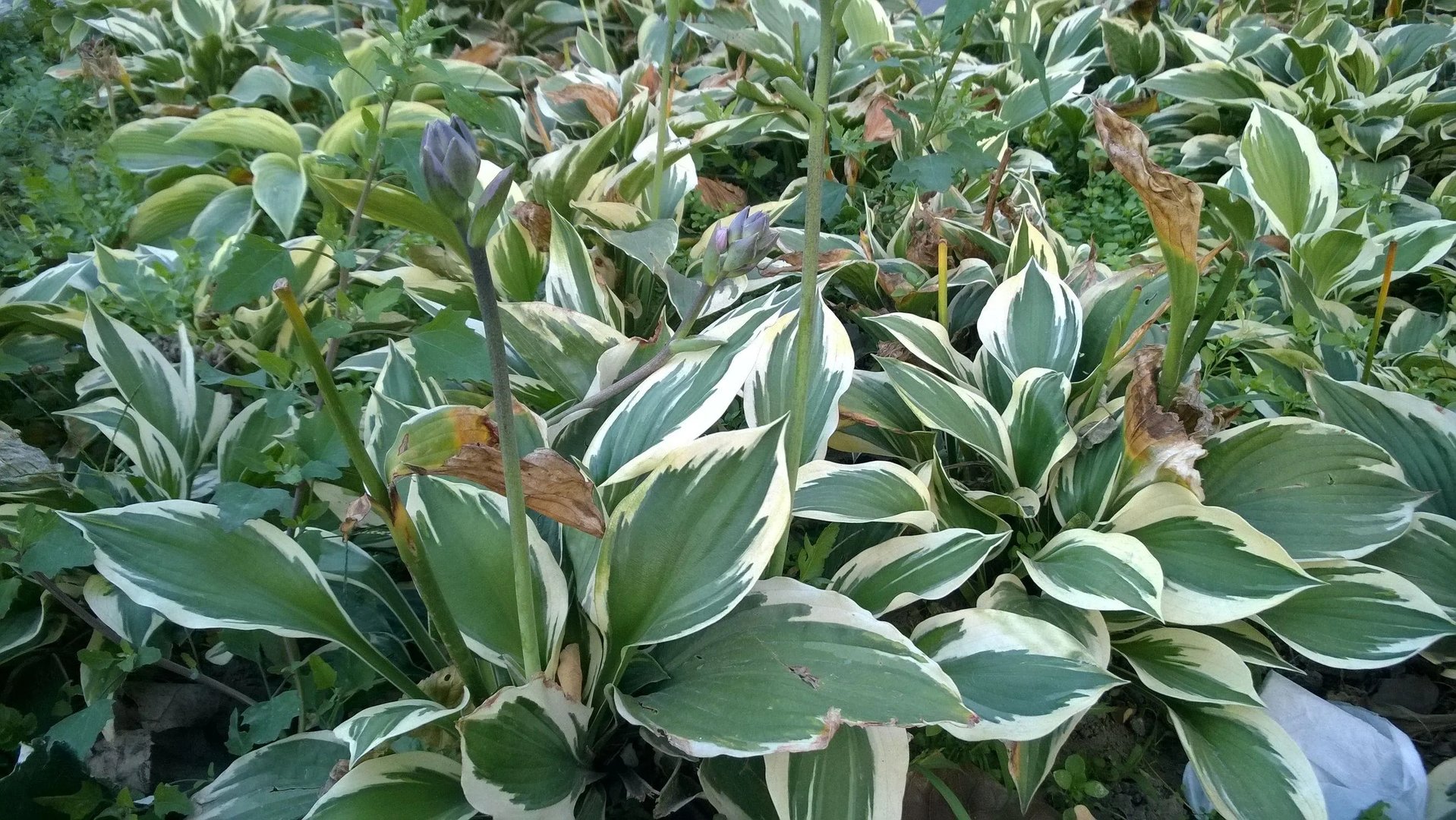 昔日巨头遗作 诺基亚WP8.1版Lumia 830评测