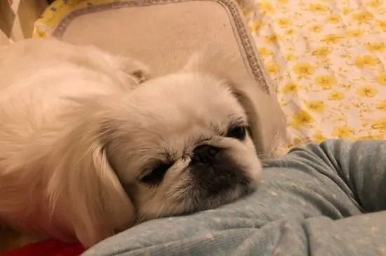 京巴狗是一种可爱的狗狗，那么京巴狗有哪些特点吗？