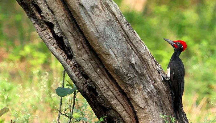 现代安全帽的发明是受到了什么动物的启发