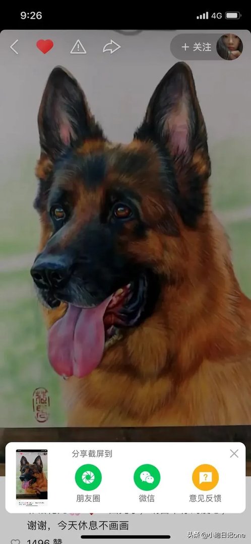 对主人忠诚的狗狗有哪些？