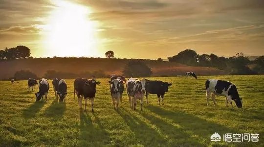 进口奶源好吗?哪里的进口奶源好?