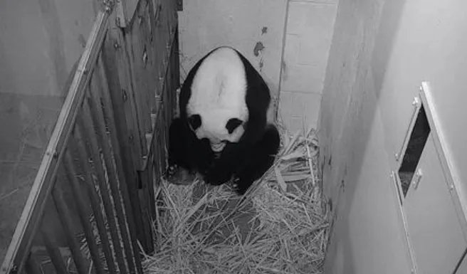 旅美大熊猫美香产下幼崽了？