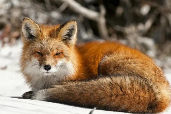 东北地区关于大仙的故事你知道多少？