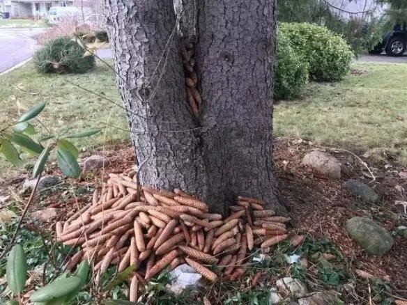 热带雨林惊现鲸鱼尸骨!27张千年一遇的神奇巧合照片