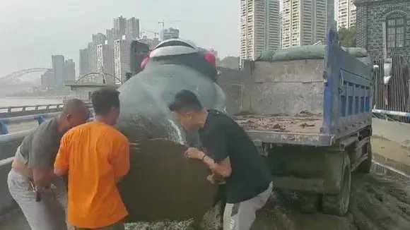 重庆还有一只熊本熊在漂流，熊本熊是否已经被找到？