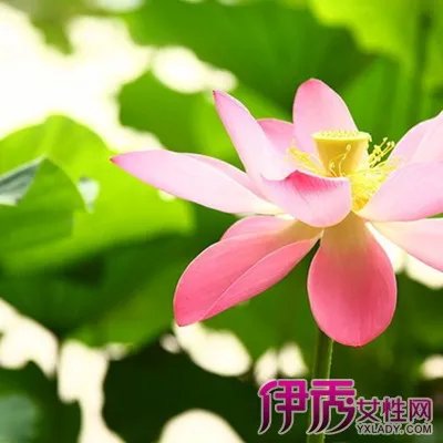 植物种类图片及名称大全