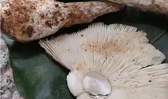 4岁女童吃毒蘑菇不幸离世，让人痛心惋惜！误食毒蘑菇后身体会有何症状？