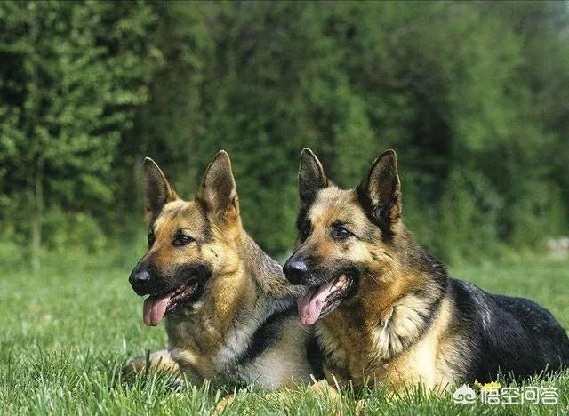 对主人忠诚的狗狗有哪些？