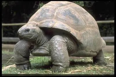 世界上最大的海龟是什么龟