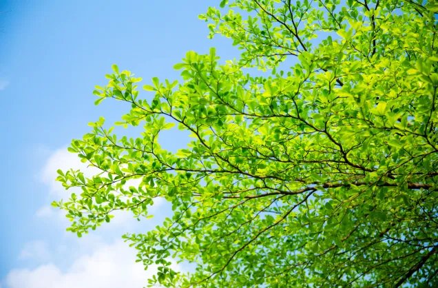 2020年三伏天时间表 2020三伏天什么时候开始什么时候结束