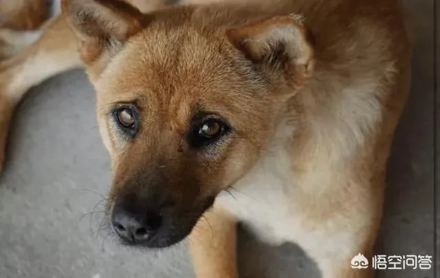 对主人忠诚的狗狗有哪些？