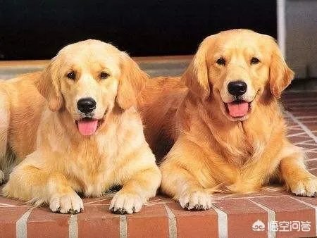 对主人忠诚的狗狗有哪些？