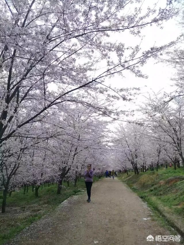 贵州平坝万亩樱花绽放，美爆了这个春天，有去过的吗？有旅游攻略路线吗？