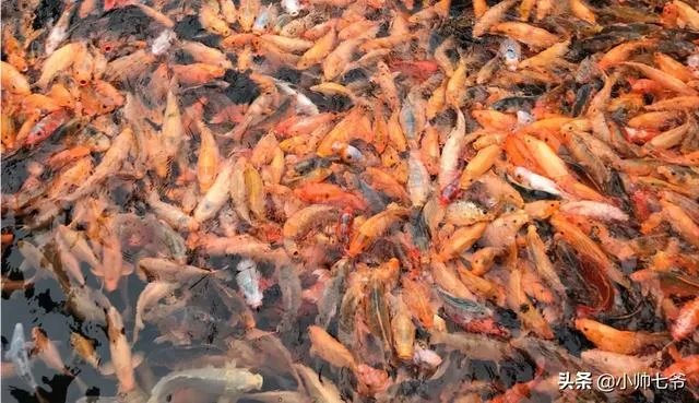 景区宝更名提谱旅行