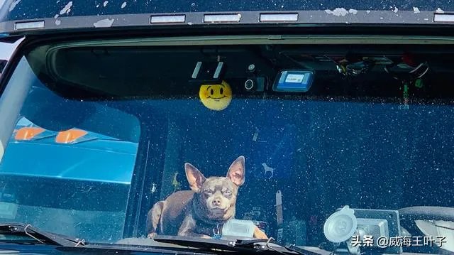 房车旅行可以带猫吗？为什么？