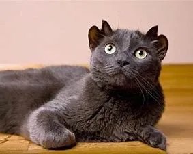 土耳其一只猫咪天生四耳走红,这只猫的听力是否正常?