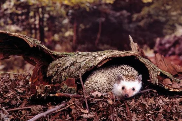 东北地区关于大仙的故事你知道多少？