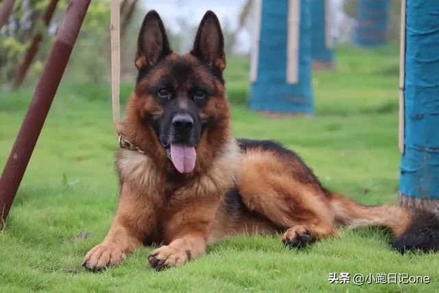 对主人忠诚的狗狗有哪些？