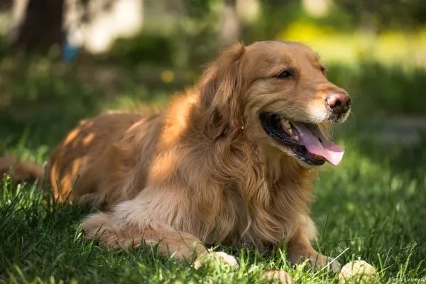 金毛犬想必大家都不陌生吧,那么金毛的性格是什么样的呢?