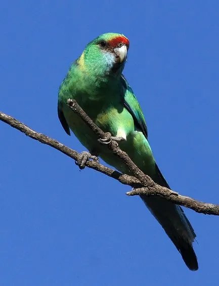 伯纳德氏鹦鹉的生活习性