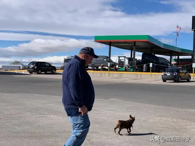 房车旅行可以带猫吗？为什么？