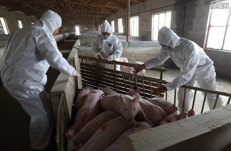 云南腾冲非洲猪瘟 云南非洲猪瘟补助标准