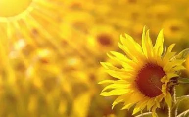 江苏句容五十亩向日葵花海绽放，向日葵代表的是什么？