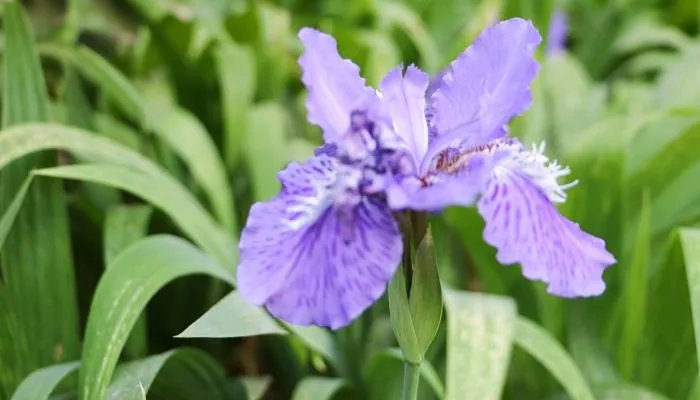 植物也怕痒哪种植物被称为痒痒树 痒痒树的学名叫什么