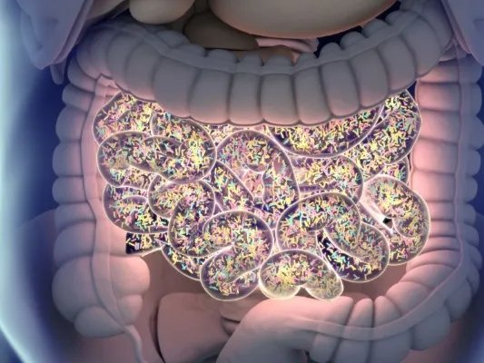 益生菌作用及功能