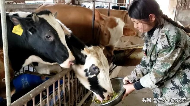 中国畜牧网养牛前景分析