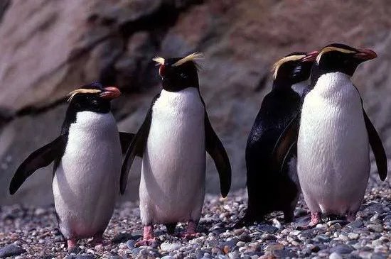 企鹅一般在几月份产卵