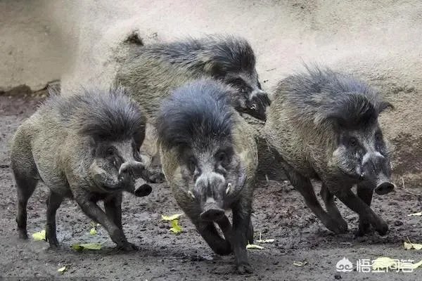 野猪是保护动物国家禁止猎杀,可是农民种的庄稼经常被糟蹋该怎么办?