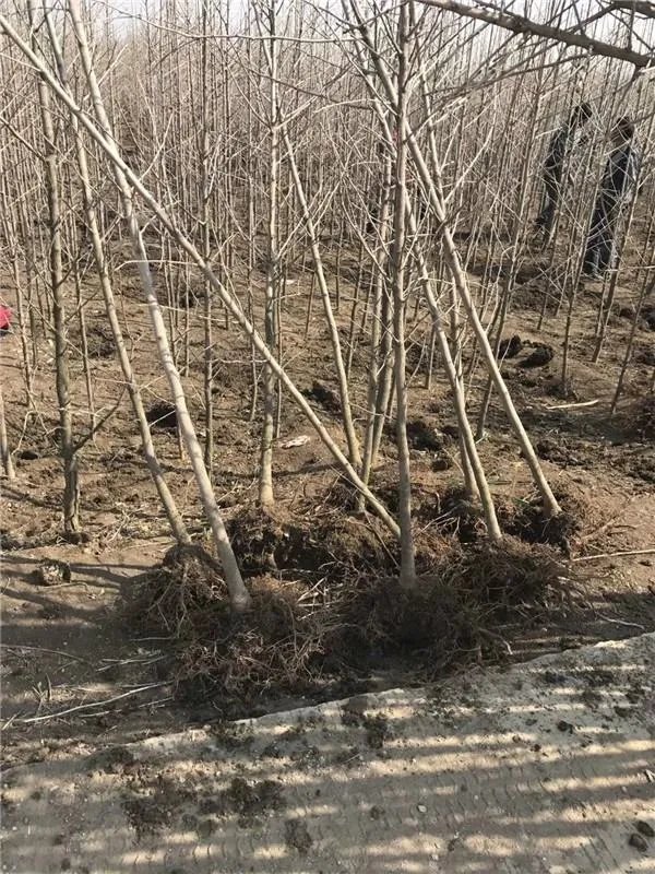 为什么说实生银杏是非常珍贵的树种？