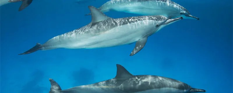 海洋中的瞌睡大王是什么动物 海洋动物中的瞌睡大王是哪种动物