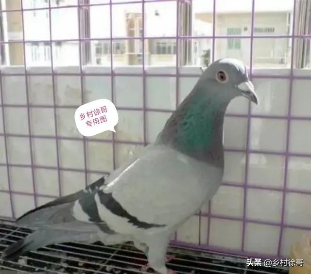 想养信鸽,从网上买种鸽靠谱吗?