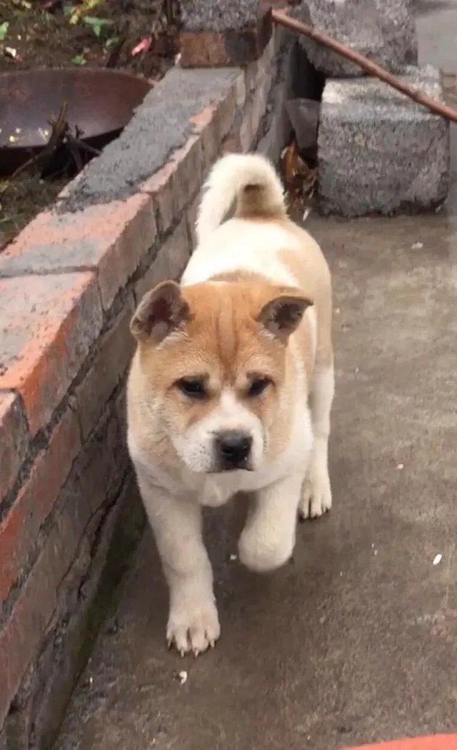 对主人忠诚的狗狗有哪些？