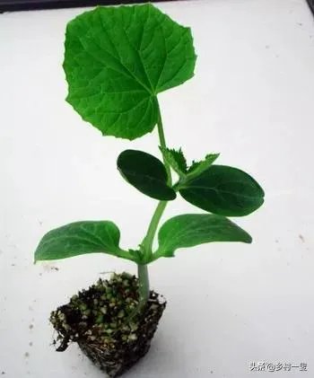 如何培育嫁接黄瓜苗？