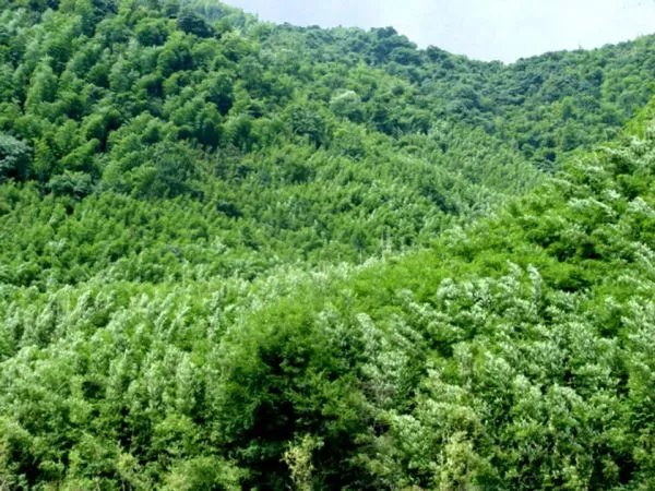 中泰乡的苦竹产业