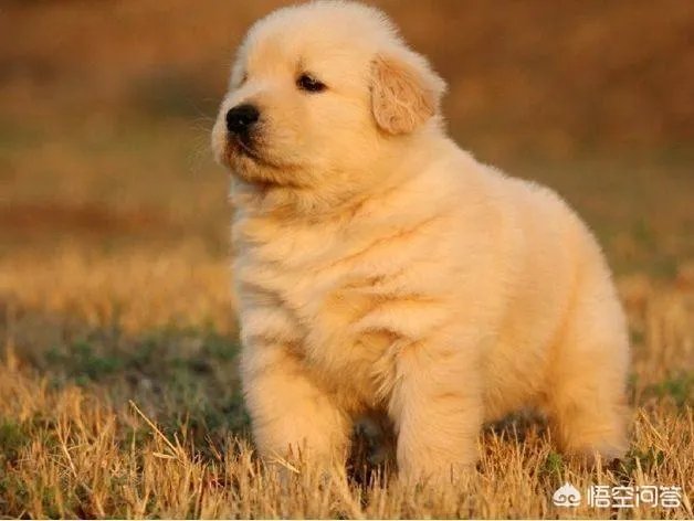 对主人忠诚的狗狗有哪些？