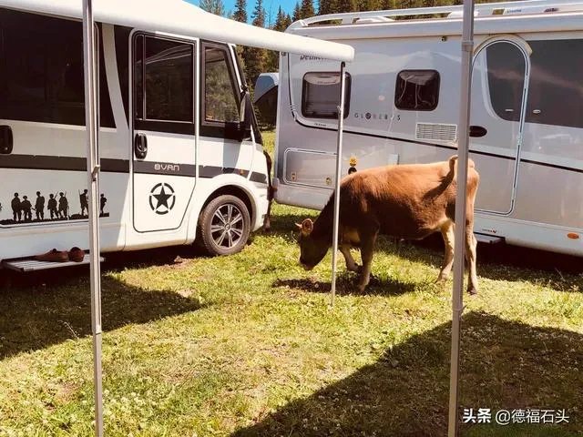 房车旅行可以带猫吗？为什么？