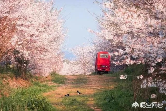 贵州平坝万亩樱花绽放，美爆了这个春天，有去过的吗？有旅游攻略路线吗？