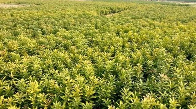 杨梅苗木栽培需要注意哪些事项？有没有什么好方法？