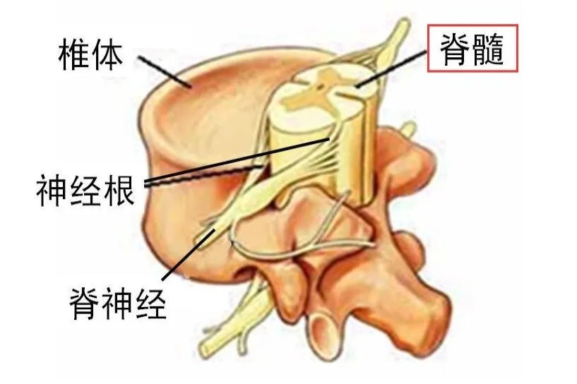 脊髓图片位置示意图