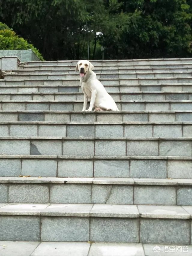 怎样训练狗狗讲规矩呀？