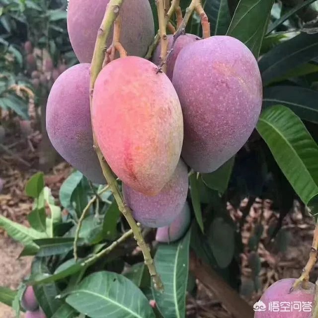 为什么生芒果比熟芒果重量重?