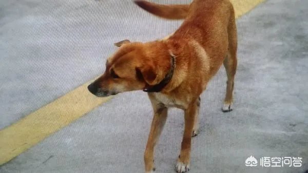 对主人忠诚的狗狗有哪些？