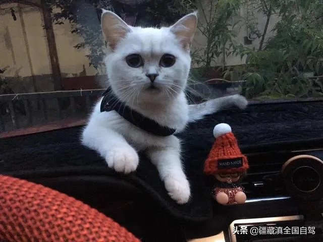 房车旅行可以带猫吗？为什么？