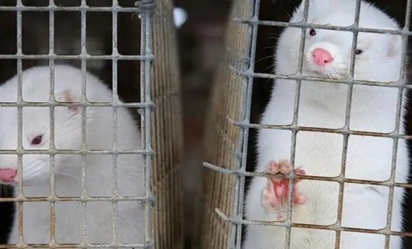 丹麦宣布捕杀1700万只水貂是怎么回事 丹麦政府发布最新回应