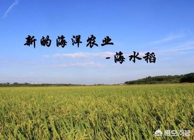 我国今年首次大范围试种海水稻，海水稻和水稻的区别到底有哪些？