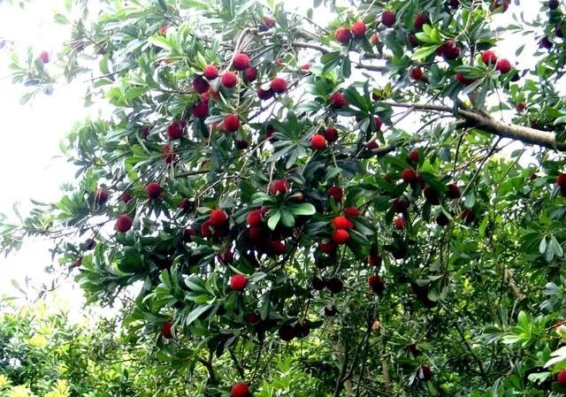 杨梅苗木栽培需要注意哪些事项？有没有什么好方法？